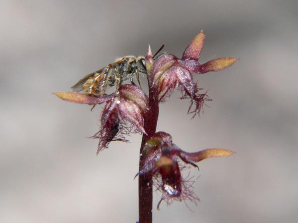 Corunastylis morrisii var morrisii - Bearded Midge Orchid.jpg